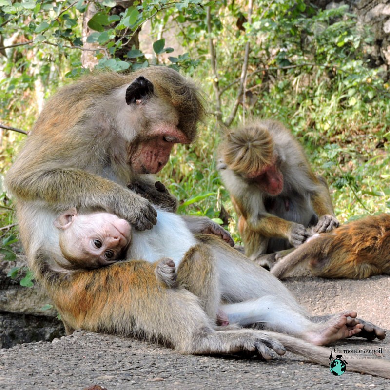 Macaques_Sri_Lanka
