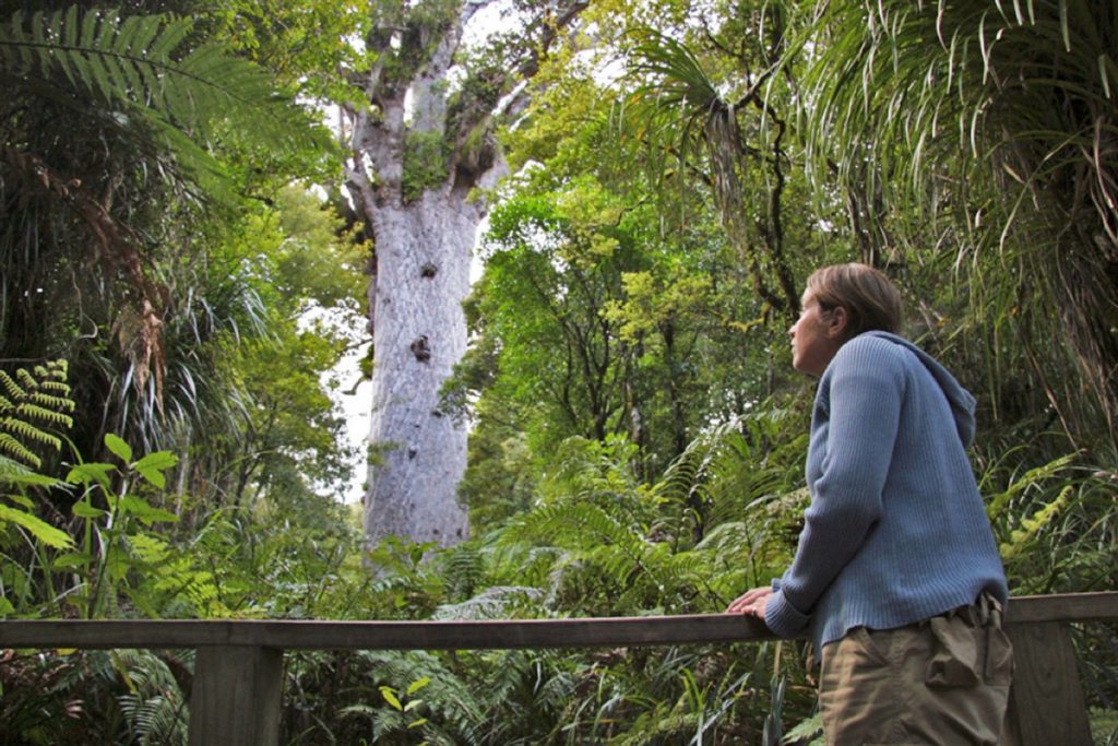 Balade dans la forêt de Waipoua - Hokianga - Nouvelle Zélande