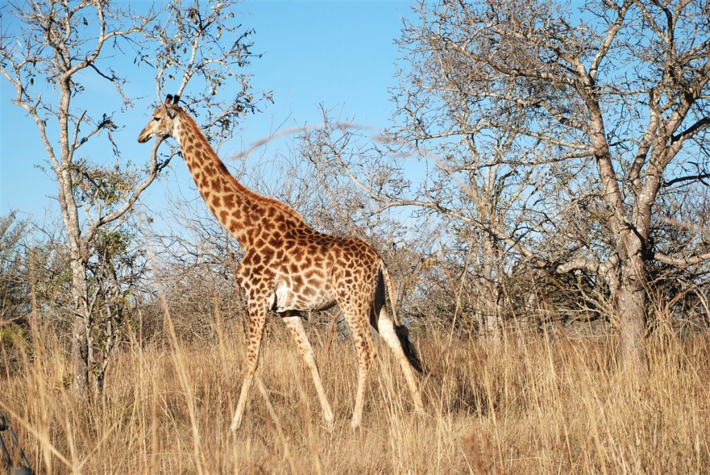 Safari à pied - Afrique du Sud